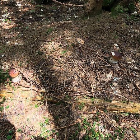 Садиба Червона Калина Private Estate Chervona Kalyna 亚列姆切 外观 照片